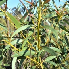 Eucalyptus langleyi at Barringella, NSW - 19 Oct 2022