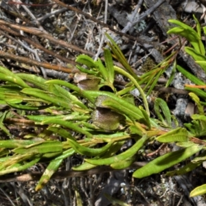 Dodonaea camfieldii at Barringella, NSW - 19 Oct 2022