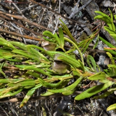 Dodonaea camfieldii at Barringella, NSW - 19 Oct 2022 by plants