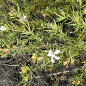 Philotheca salsolifolia subsp. salsolifolia at Barringella, NSW - 19 Oct 2022