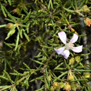 Philotheca salsolifolia subsp. salsolifolia at Barringella, NSW - 19 Oct 2022
