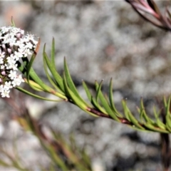 Platysace lanceolata (Shrubby Platysace) at Colymea State Conservation Area - 19 Oct 2022 by plants