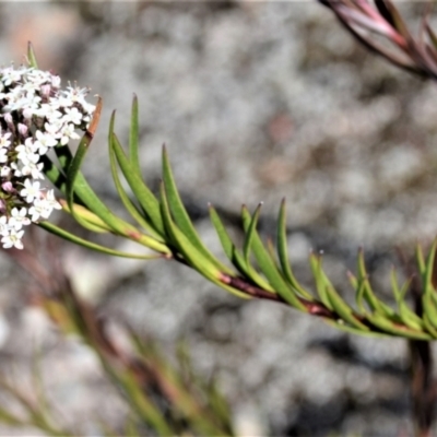 Platysace lanceolata (Shrubby Platysace) at Barringella, NSW - 19 Oct 2022 by plants