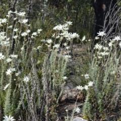 Actinotus helianthi (Flannel Flower) at Barringella, NSW - 19 Oct 2022 by plants
