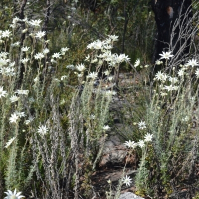 Actinotus helianthi (Flannel Flower) at Barringella, NSW - 19 Oct 2022 by plants