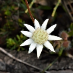 Actinotus minor (Lesser Flannel Flower) at Barringella, NSW - 19 Oct 2022 by plants