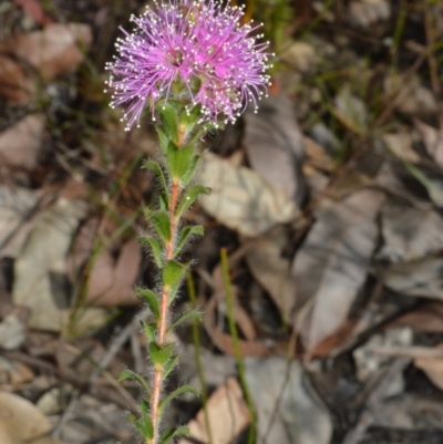 Kunzea capitata (Pink Kunzea) at Barringella, NSW - 19 Oct 2022 by plants