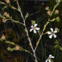 Leptospermum parvifolium (Small-leaved tea-tree) at Barringella, NSW - 19 Oct 2022 by plants
