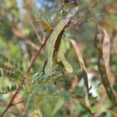 Acacia terminalis (Sunshine Wattle) at Colymea State Conservation Area - 19 Oct 2022 by plants