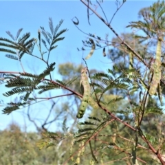 Acacia terminalis at Barringella, NSW - 19 Oct 2022