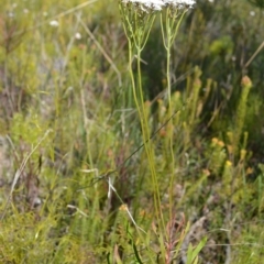 Conospermum longifolium subsp. longifolium at Colymea State Conservation Area - 19 Oct 2022 by plants