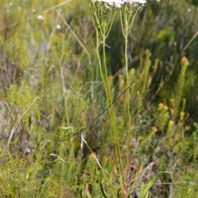 Conospermum longifolium subsp. longifolium at Barringella, NSW - 19 Oct 2022 by plants