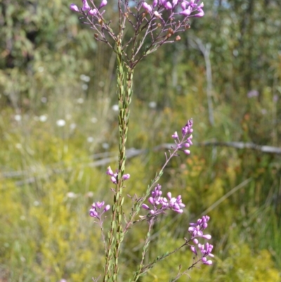 Comesperma ericinum (Heath Milkwort) at Barringella, NSW - 19 Oct 2022 by plants