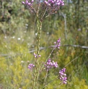 Comesperma ericinum at Barringella, NSW - 19 Oct 2022