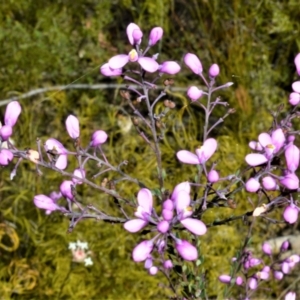 Comesperma ericinum at Barringella, NSW - 19 Oct 2022