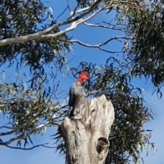 Callocephalon fimbriatum (Gang-gang Cockatoo) at Acton, ACT - 20 Oct 2022 by HughCo