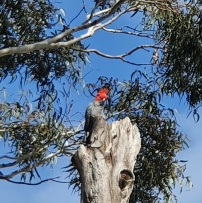 Callocephalon fimbriatum (Gang-gang Cockatoo) at Australian National University - 19 Oct 2022 by HughCo