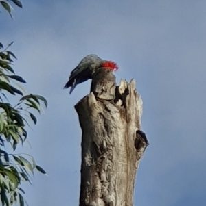 Callocephalon fimbriatum at Acton, ACT - suppressed