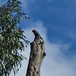 Callocephalon fimbriatum at Acton, ACT - suppressed