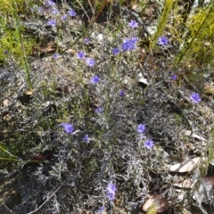 Dampiera scottiana at Colymea State Conservation Area - 19 Oct 2022 by plants