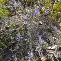 Dampiera scottiana at Barringella, NSW - 19 Oct 2022 by plants