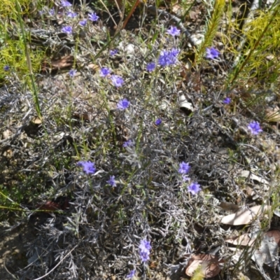 Dampiera scottiana at Barringella, NSW - 19 Oct 2022 by plants