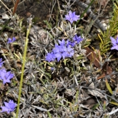 Dampiera scottiana at Barringella, NSW - 19 Oct 2022