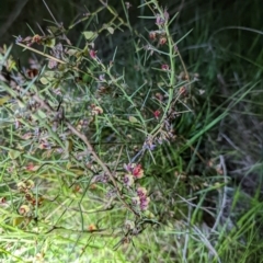 Daviesia genistifolia (Broom Bitter Pea) at Mulligans Flat - 17 Oct 2022 by mainsprite