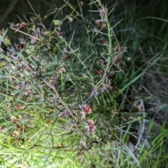 Daviesia genistifolia (Broom Bitter Pea) at Forde, ACT - 17 Oct 2022 by mainsprite