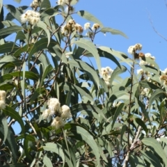 Corymbia eximia (Yellow Bloodwood) at Yalwal, NSW - 19 Oct 2022 by plants