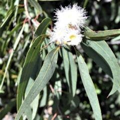 Corymbia eximia at Yalwal, NSW - 19 Oct 2022