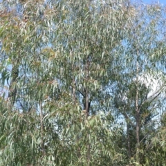 Eucalyptus ralla at Yalwal, NSW - 19 Oct 2022 by plants