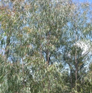 Eucalyptus ralla at Yalwal, NSW - 19 Oct 2022