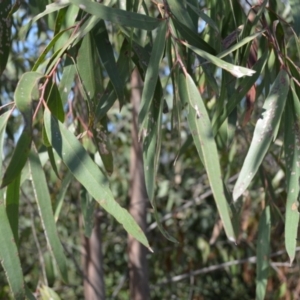 Eucalyptus ralla at Yalwal, NSW - 19 Oct 2022