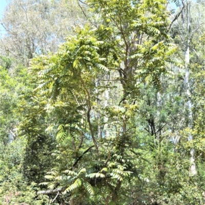 Toona ciliata (Red Cedar) at Buangla, NSW - 19 Oct 2022 by plants