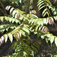 Toona ciliata at Buangla, NSW - 19 Oct 2022