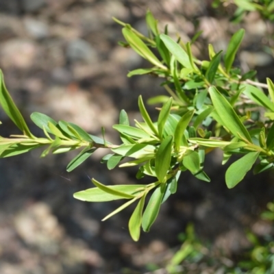 Leptospermum emarginatum (Twin Flower Teatree) at Buangla, NSW - 19 Oct 2022 by plants