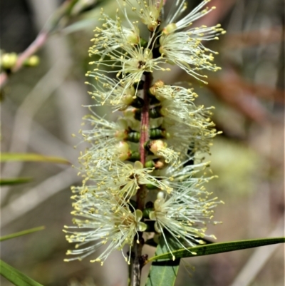 Callistemon salignus (Willow Bottlebrush) at Buangla, NSW - 19 Oct 2022 by plants