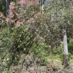 Callistemon salignus at Buangla, NSW - 19 Oct 2022 10:23 PM