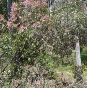 Callistemon salignus at Buangla, NSW - 19 Oct 2022