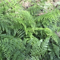 Hypolepis muelleri (Harsh Ground Fern, Swamp Bracken) at Buangla, NSW - 19 Oct 2022 by plants