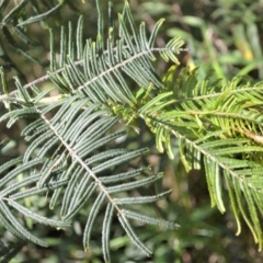 Acacia yalwalensis (Yalwal Wattle) at Yalwal, NSW - 19 Oct 2022 by plants