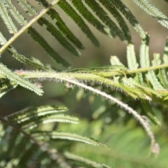 Acacia yalwalensis at Yalwal, NSW - 19 Oct 2022
