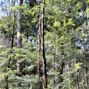 Acacia yalwalensis at Yalwal, NSW - 19 Oct 2022