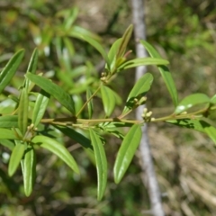 Santalum obtusifolium (Coastal Sandalwood) at Yalwal, NSW - 19 Oct 2022 by plants