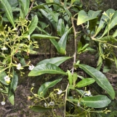 Duboisia myoporoides (Corkwood, Eye-opening Tree) at Morton National Park - 19 Oct 2022 by plants