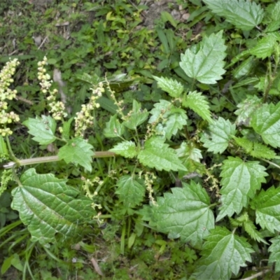 Urtica incisa (Stinging Nettle) at Morton National Park - 19 Oct 2022 by plants