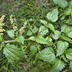Urtica incisa (Stinging Nettle) at Morton National Park - 19 Oct 2022 by plants