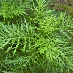 Senecio bipinnatisectus at Morton National Park - 19 Oct 2022 by plants