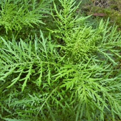 Senecio bipinnatisectus at Morton National Park - 19 Oct 2022 by plants